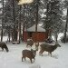 Freedom Yurt Cabin in snow with deer - Micro Home - Small prefab home